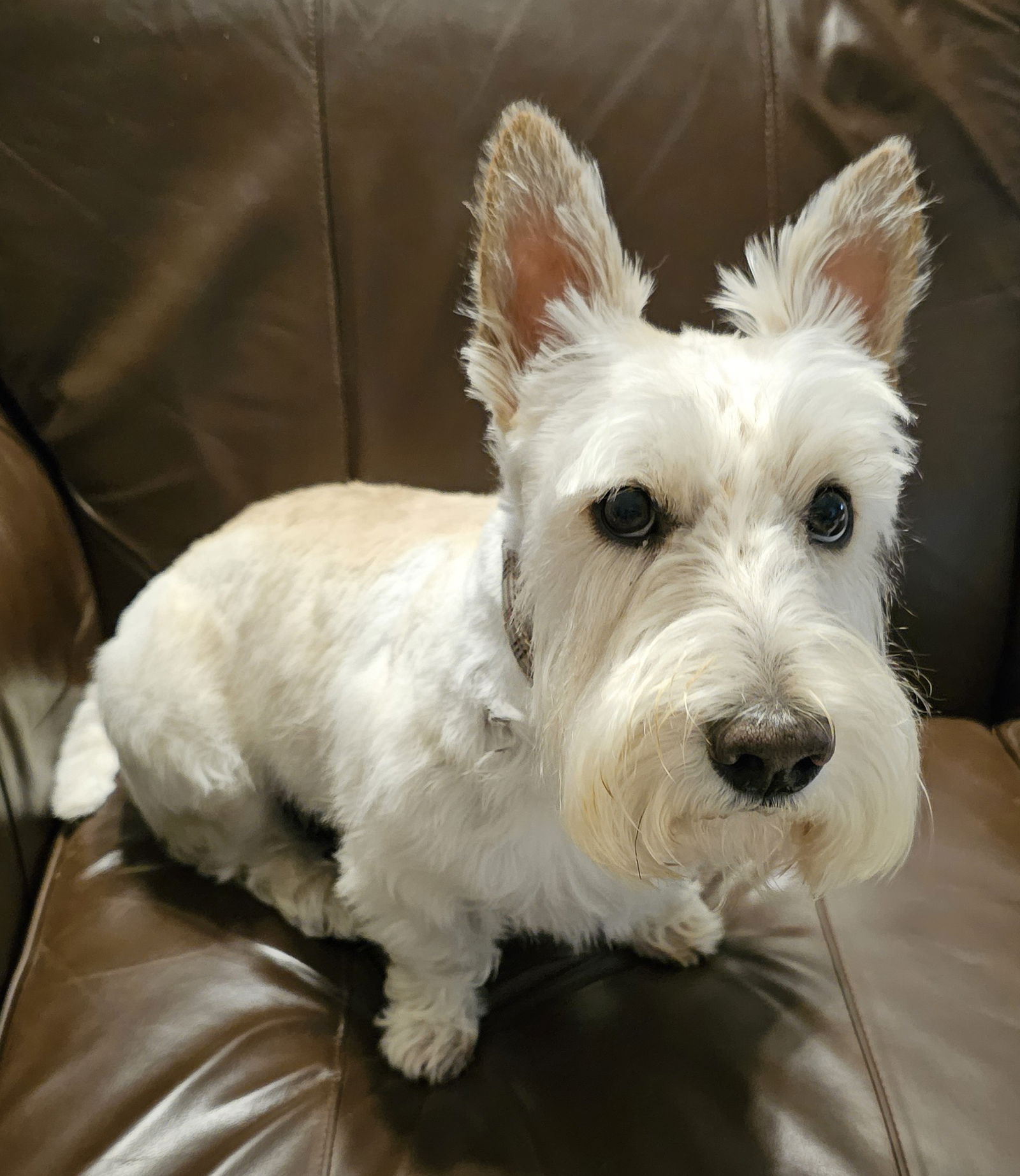 Finley, a adult male Scottish Terrier Scottie