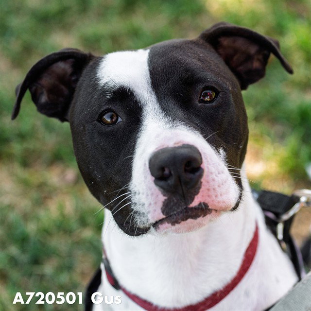 GUS, a young male Pit Bull Terrier