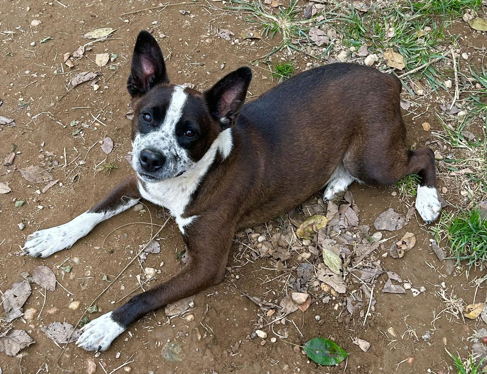 Benji, a adult male Australian Cattle Dog/Blue Heeler Mix