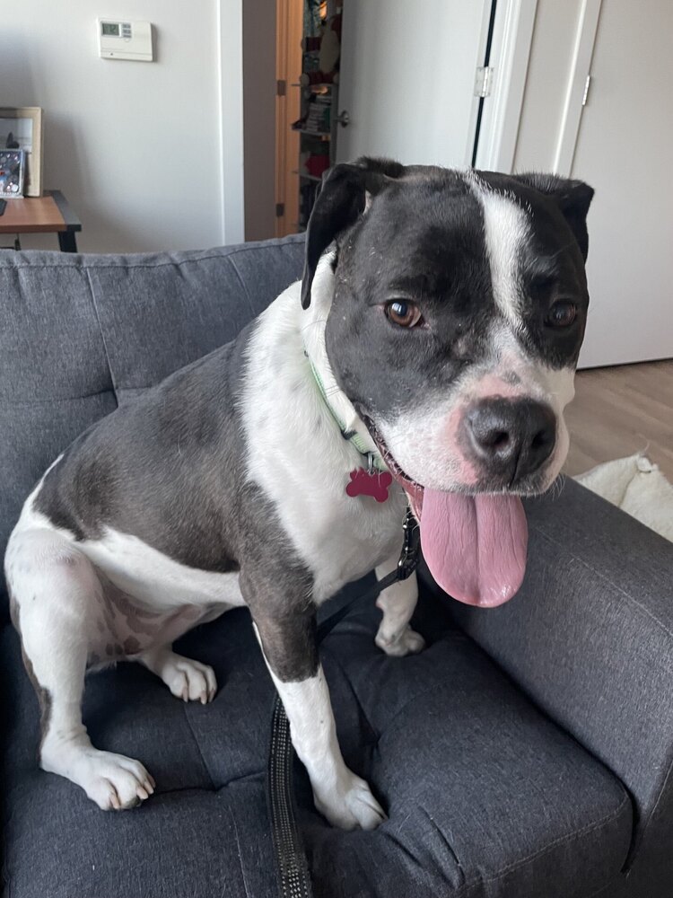 Daisy June, a adult female Pit Bull Terrier Mix