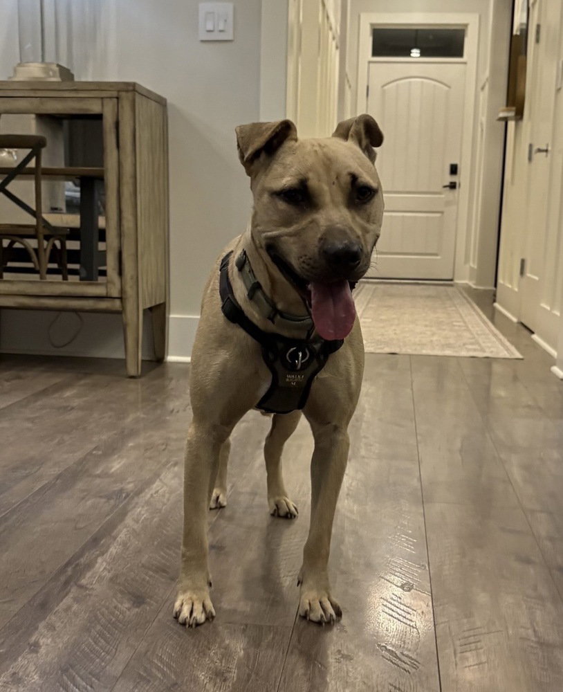 Haywood, a adult male Pit Bull Terrier Mix