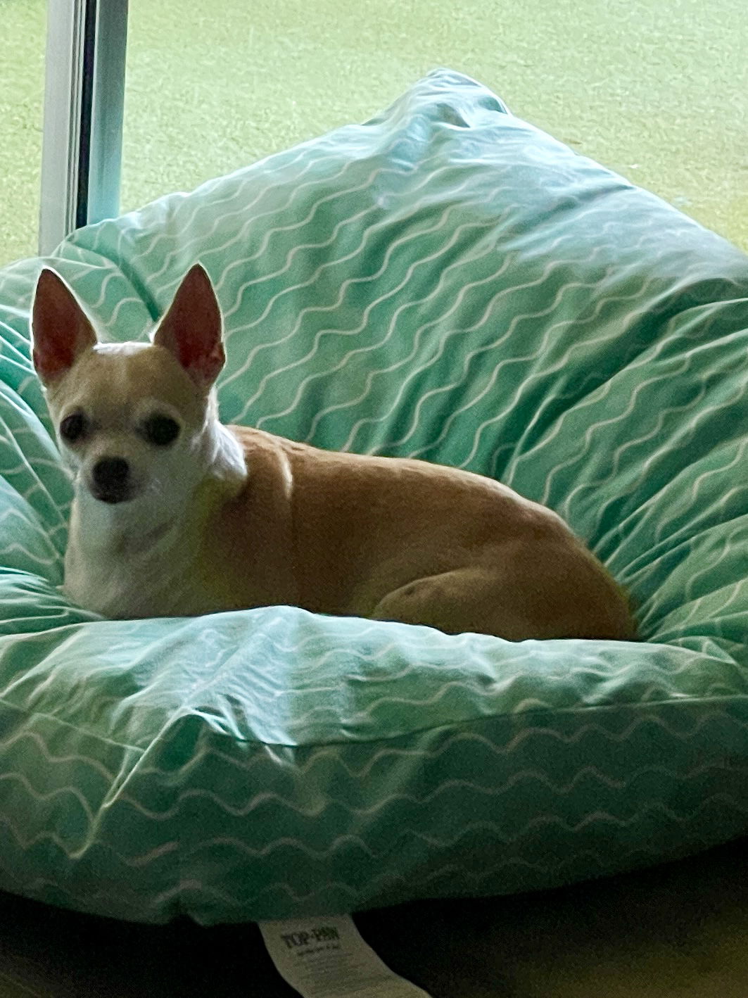 Baby, a senior female Chihuahua
