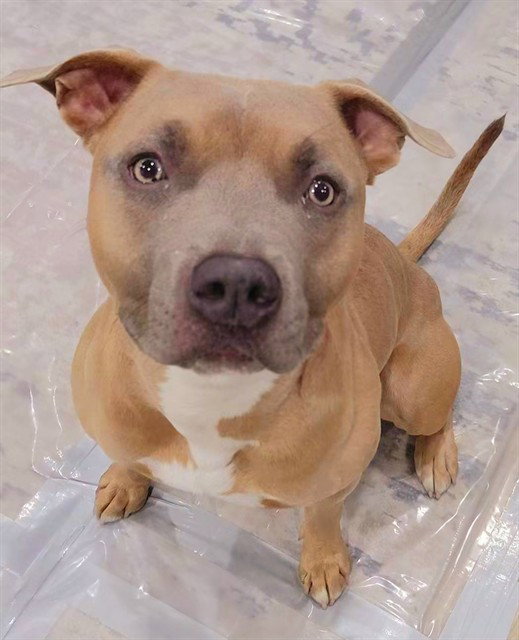 MACK, a adult male Pit Bull Terrier