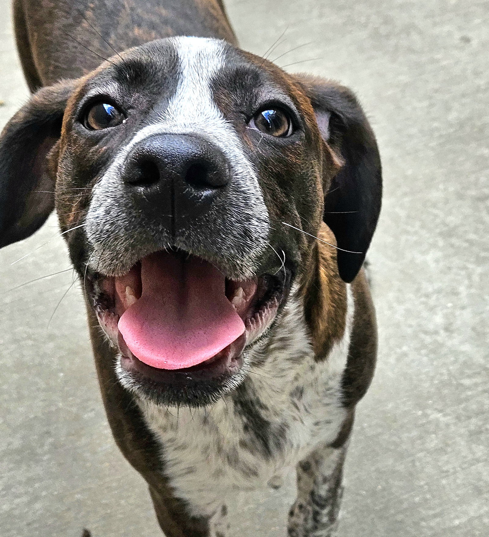 Swiss, a baby male Boston Terrier / Beagle Mix