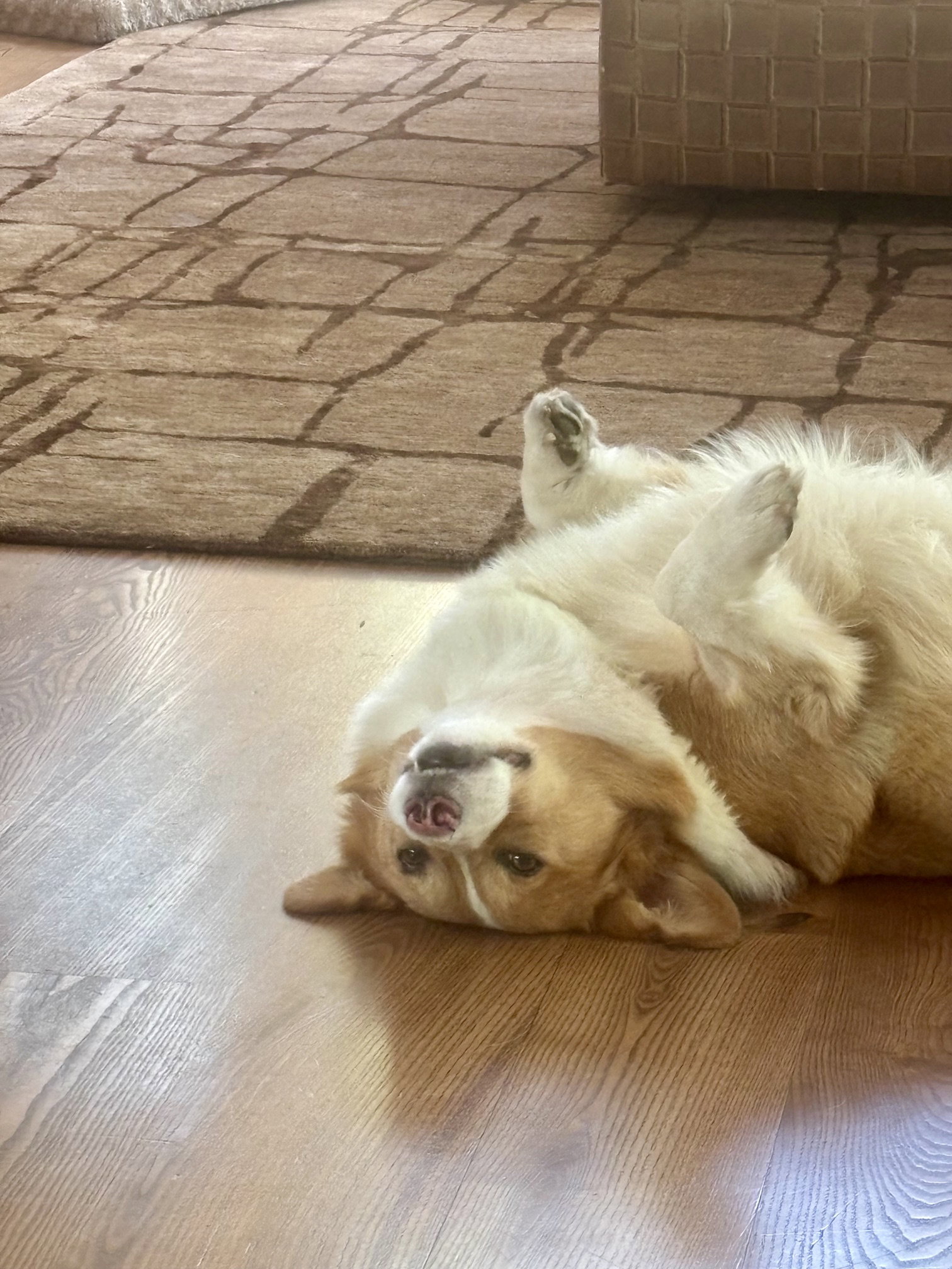 Winston, a adult male Corgi