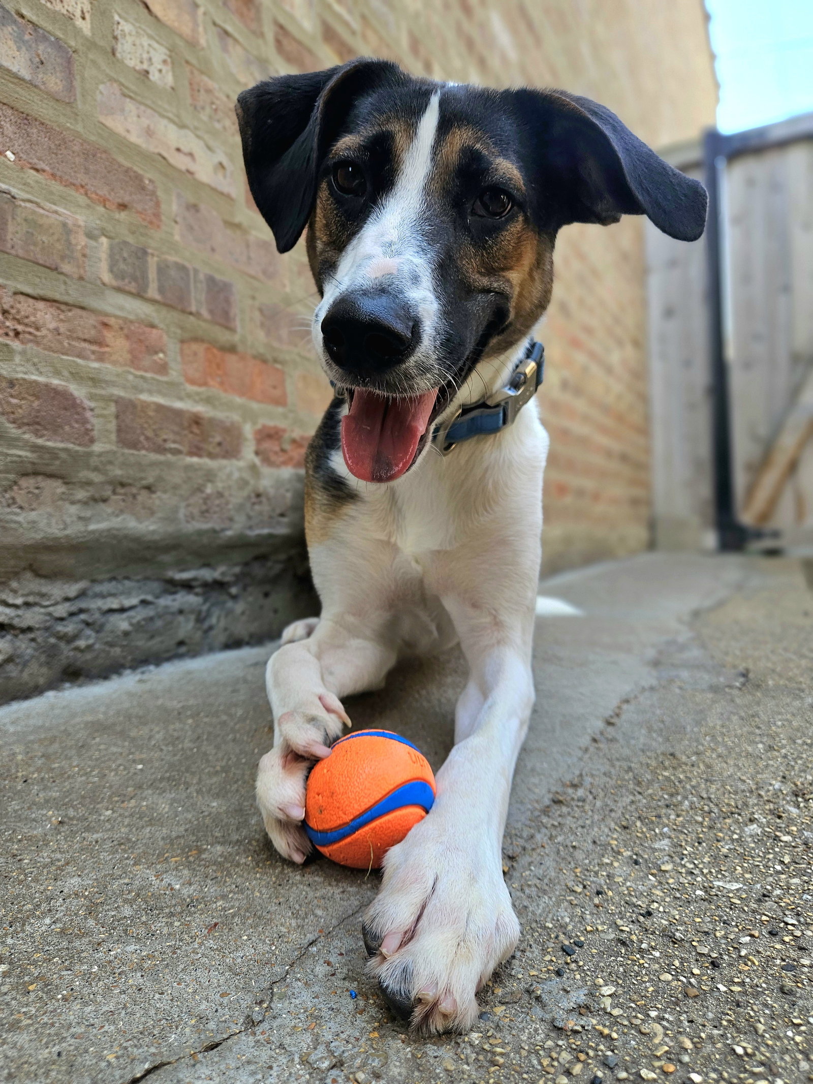 Stanley, a young male Shepherd / Husky Mix