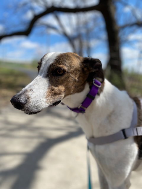 Charlie, a senior male Greyhound / Hound Mix