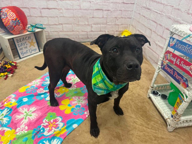 MONSON, a adult male Pit Bull Terrier Mix