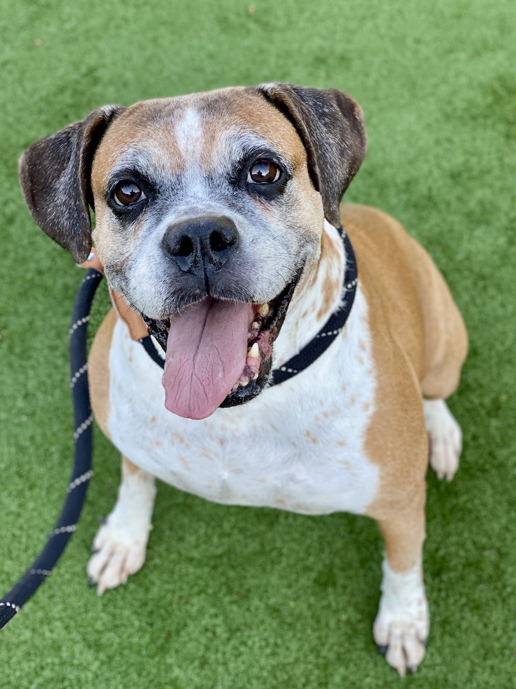 Ebba - Silver Heart, a senior female Boxer