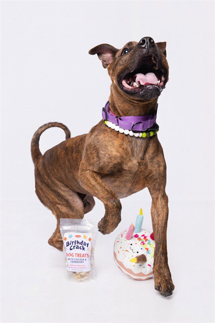 REX, a adult male American Bulldog Mix