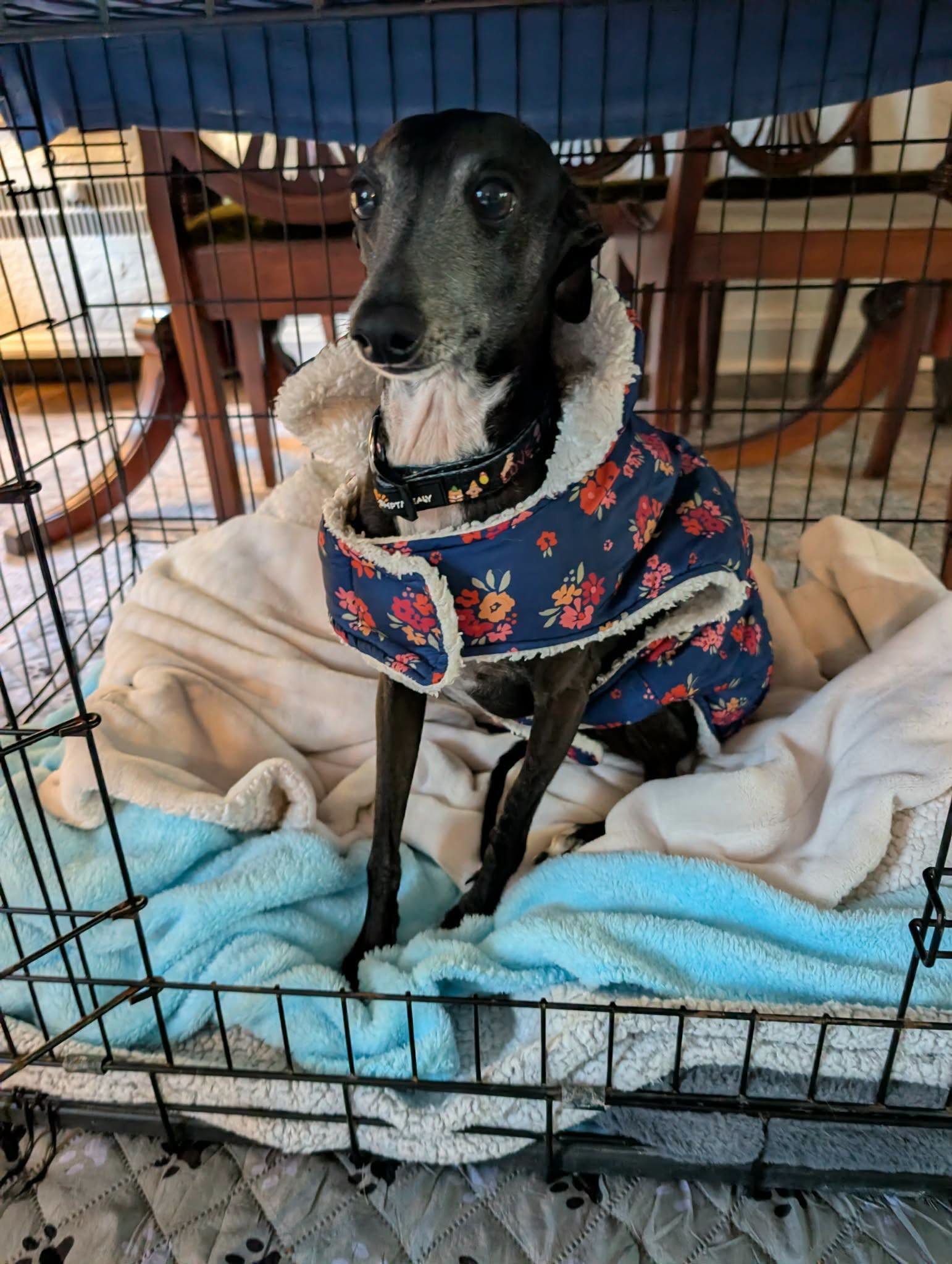 Gucci, a adult male Italian Greyhound