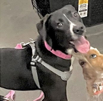POWERADE, a adult female Labrador Retriever Mix