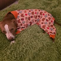 Maggie, a adult female Pit Bull Terrier