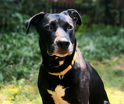 Sadie, a senior female Black Labrador Retriever Mix