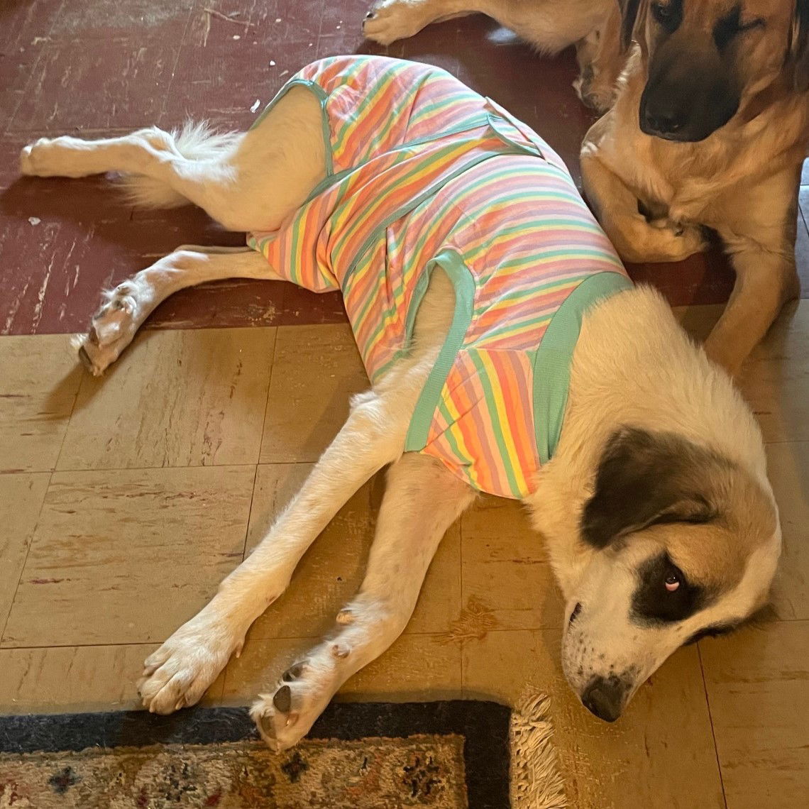Lizzy, a adult female Great Pyrenees
