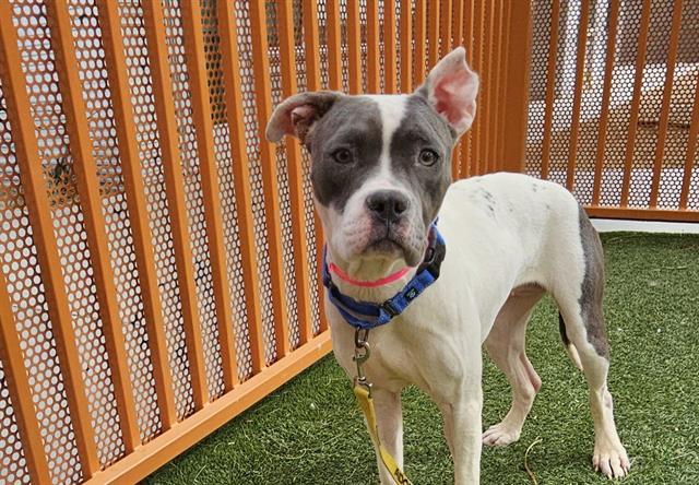 *DANDELION, a adult female Pit Bull Terrier Mix