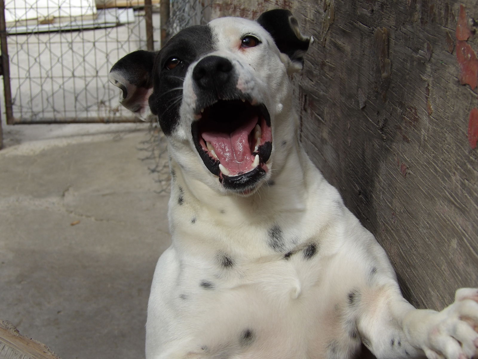 Kristi, a adult female Australian Shepherd Mix