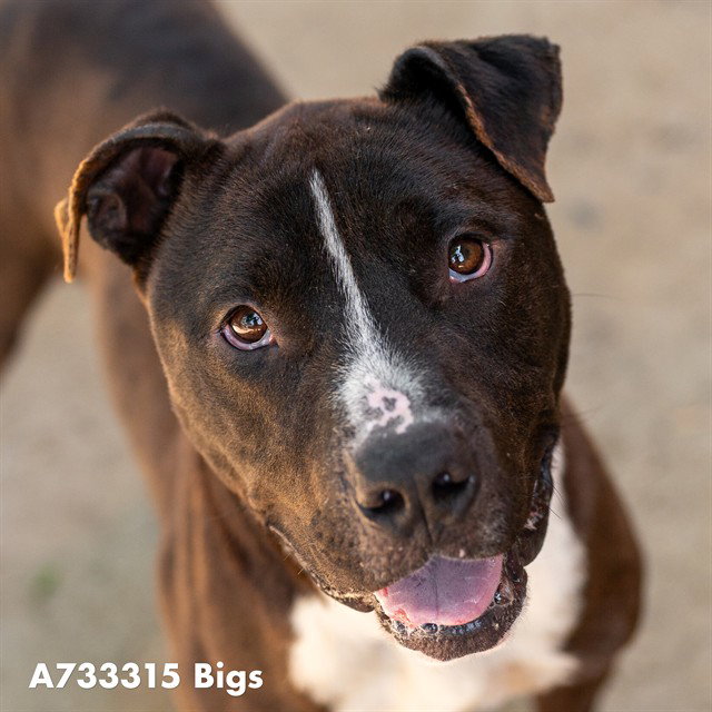 BIGS, a adult male Pit Bull Terrier