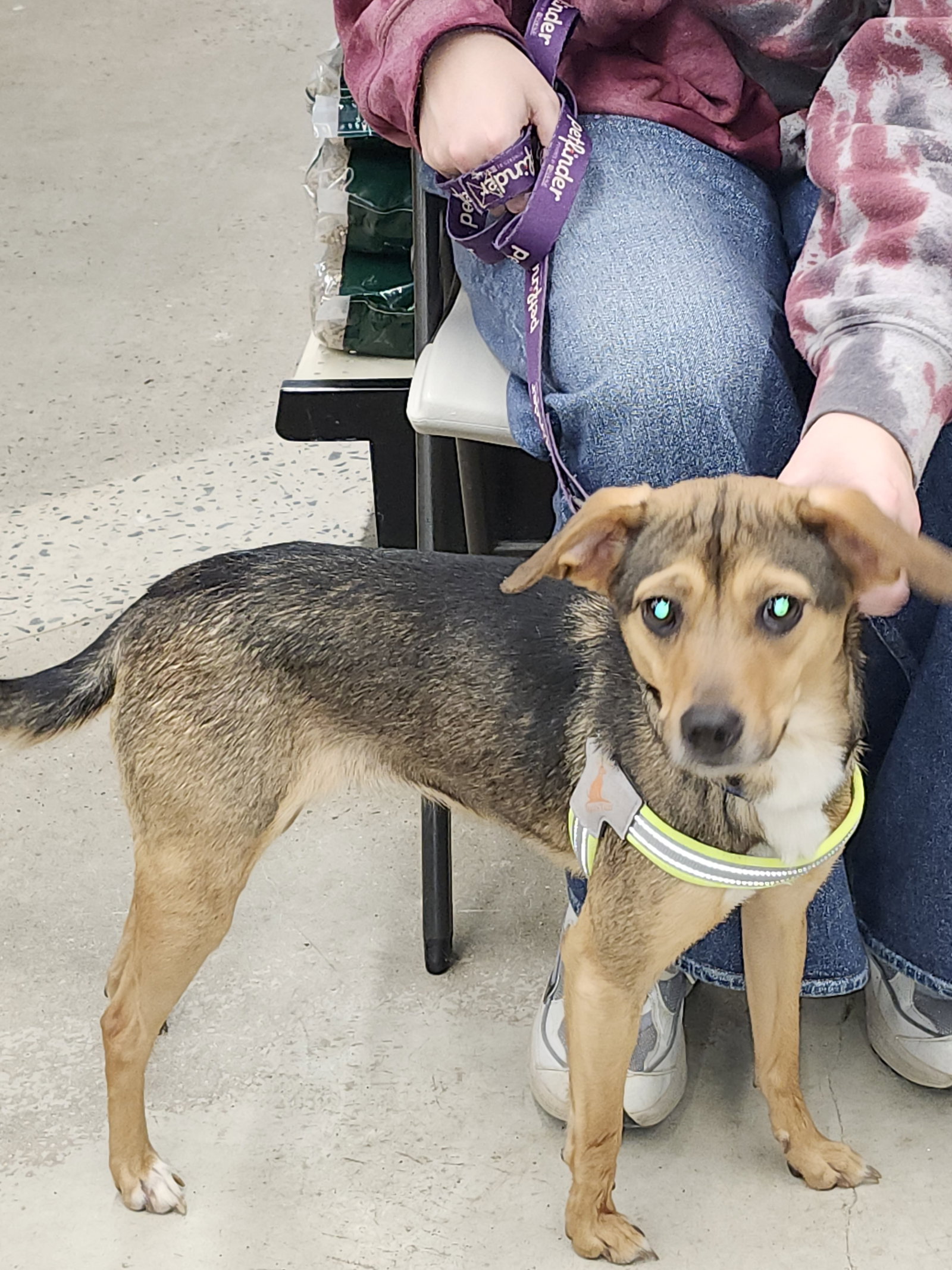 Penny, a adult female Beagle Mix