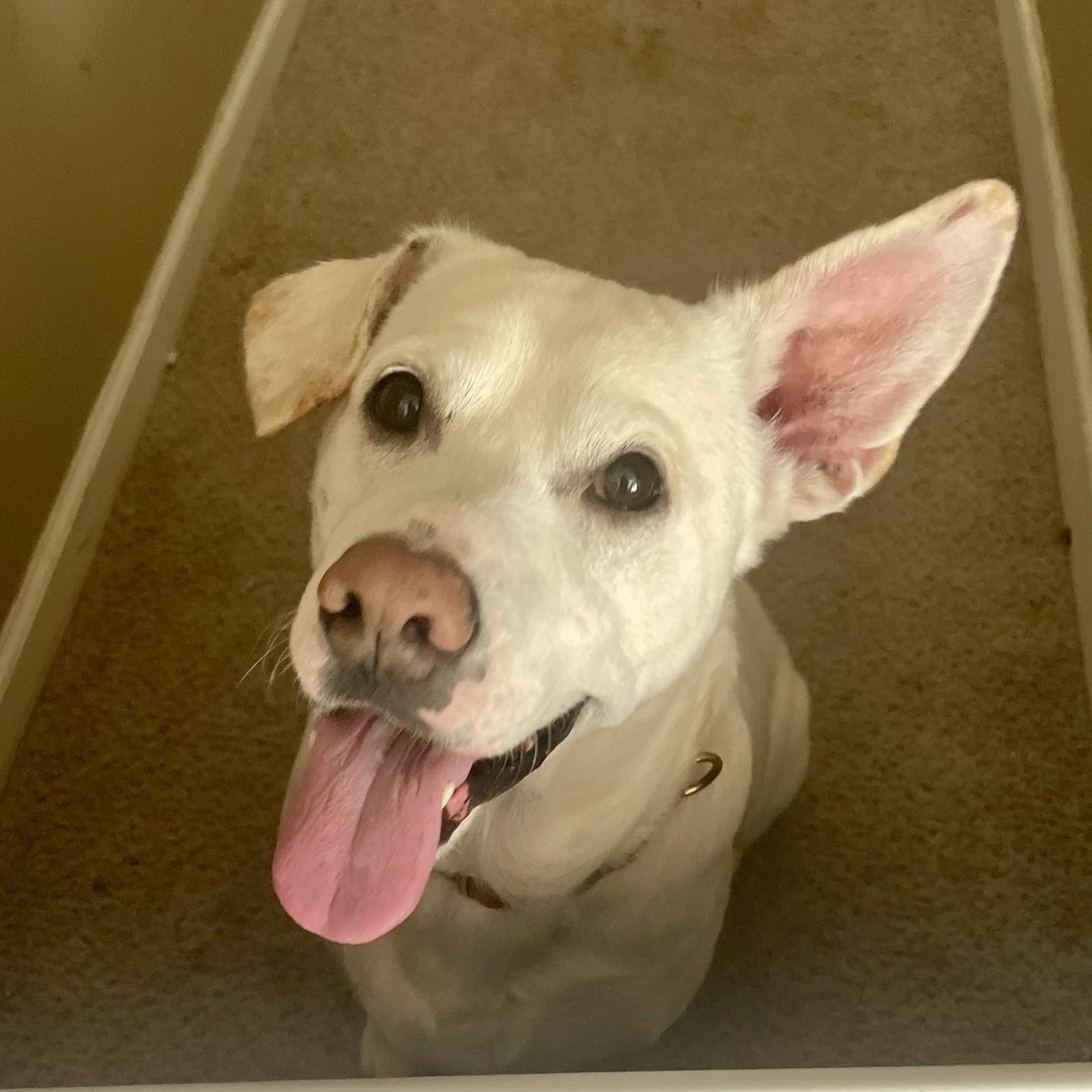 Blu, a senior male Shepherd / Labrador Retriever Mix