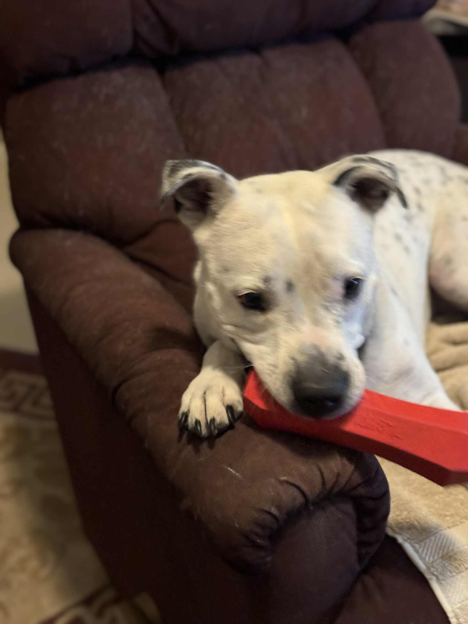 Spotta (Courtesy post), a adult female American Staffordshire Terrier Mix