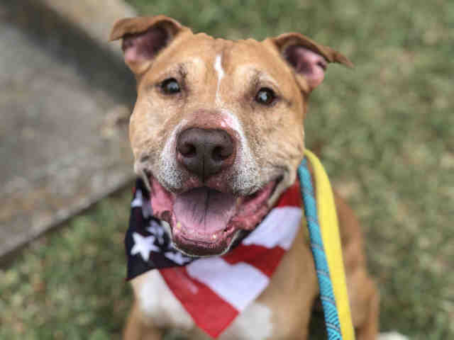 SAMI, a senior male Pit Bull Terrier