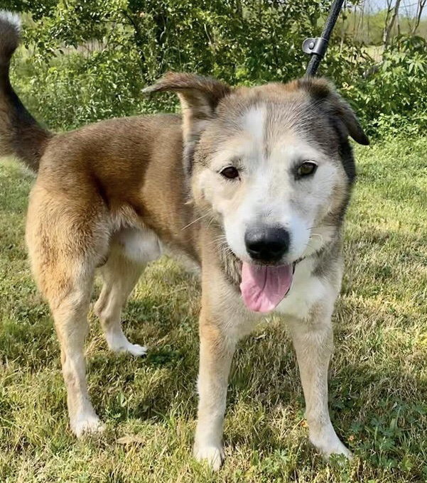 Patch, a adult male Shepherd / Husky Mix
