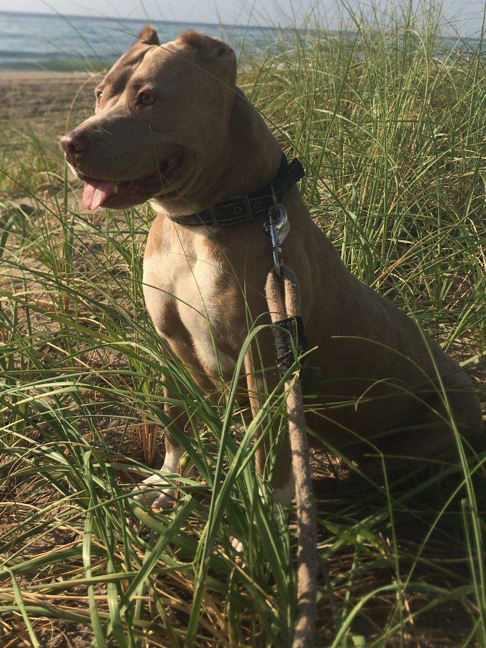 COURTESY POST: Mawana, a adult female Terrier Mix