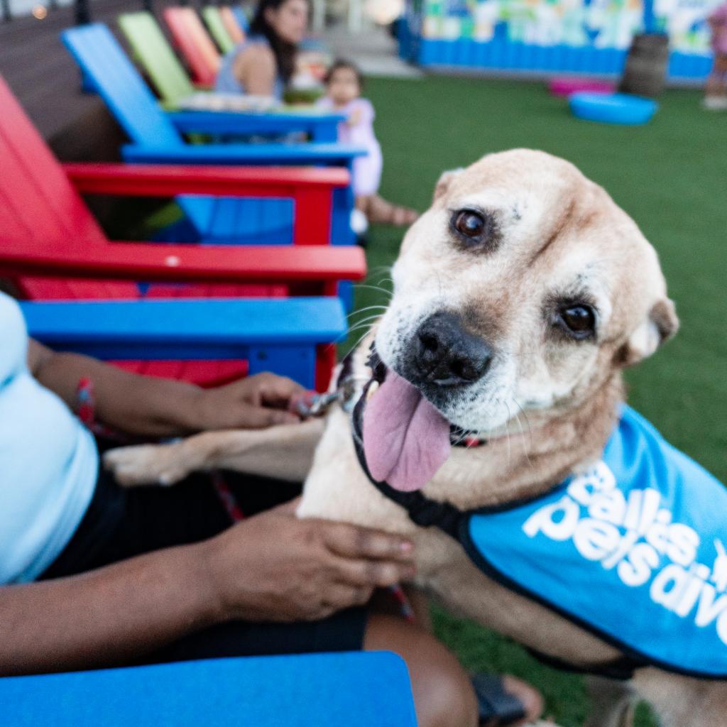 Cotton, a senior female Pit Bull Terrier Mix