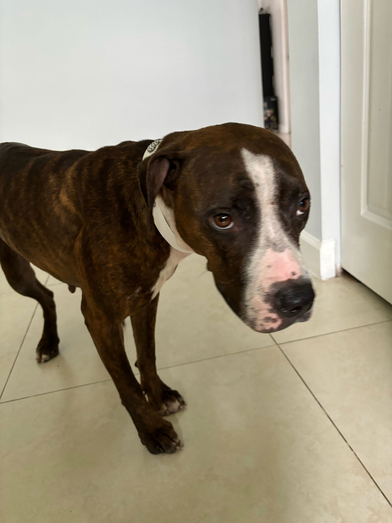 COURTESY POST: Lady, a adult female Terrier Mix