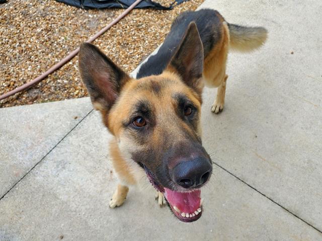 ATLAS, a adult male German Shepherd Dog