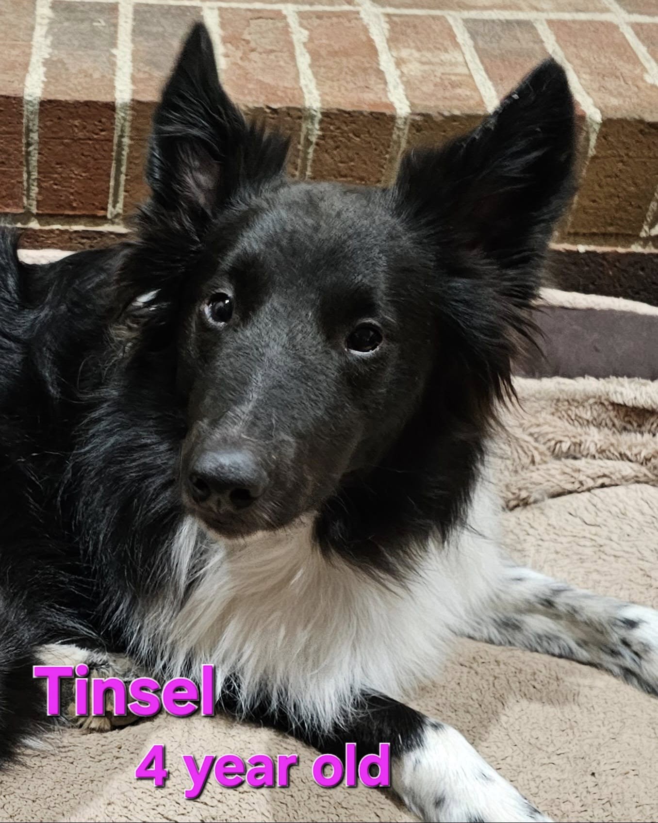 Tinsel, a adult female Shetland Sheepdog Sheltie