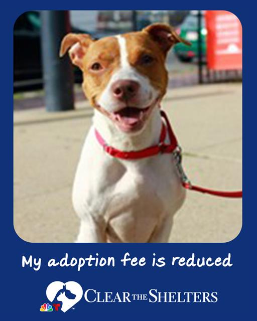 EVIE, a adult female American Staffordshire Terrier