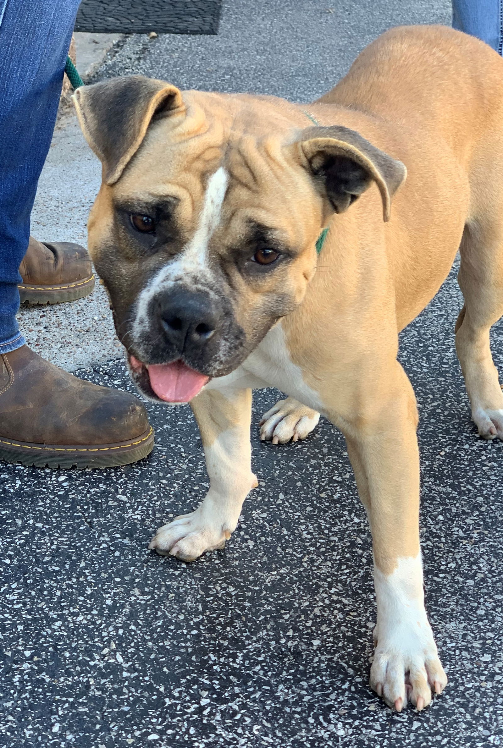 Junebug, a adult female English Bulldog Mix