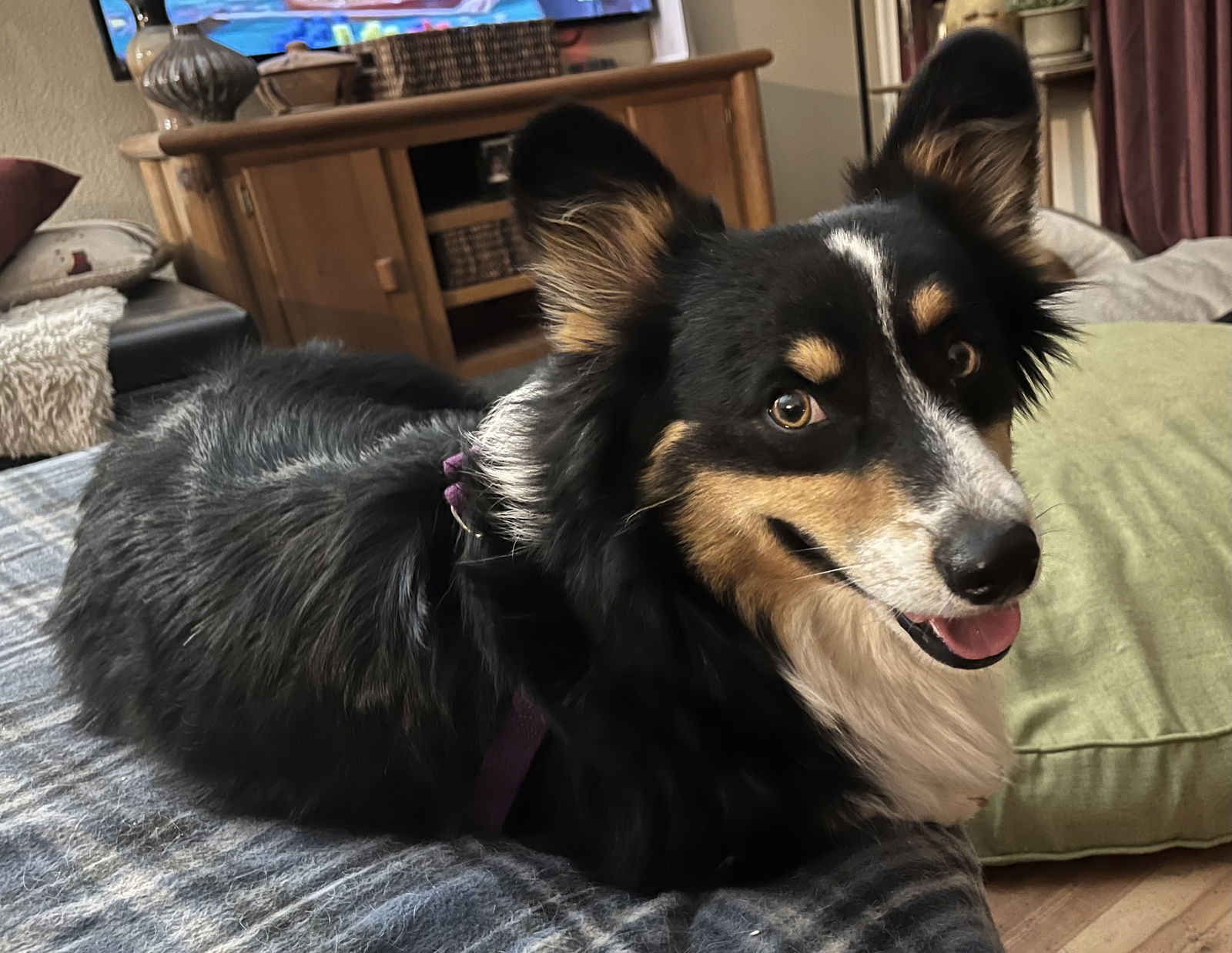 Oreo, a adult male Corgi
