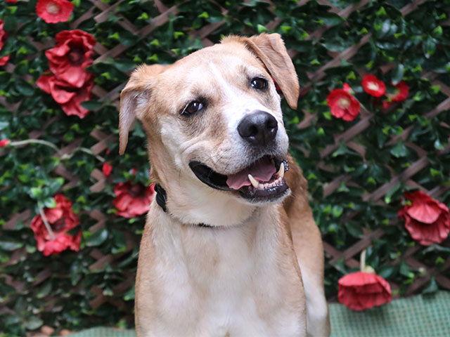 KODA, a senior male Boxer
