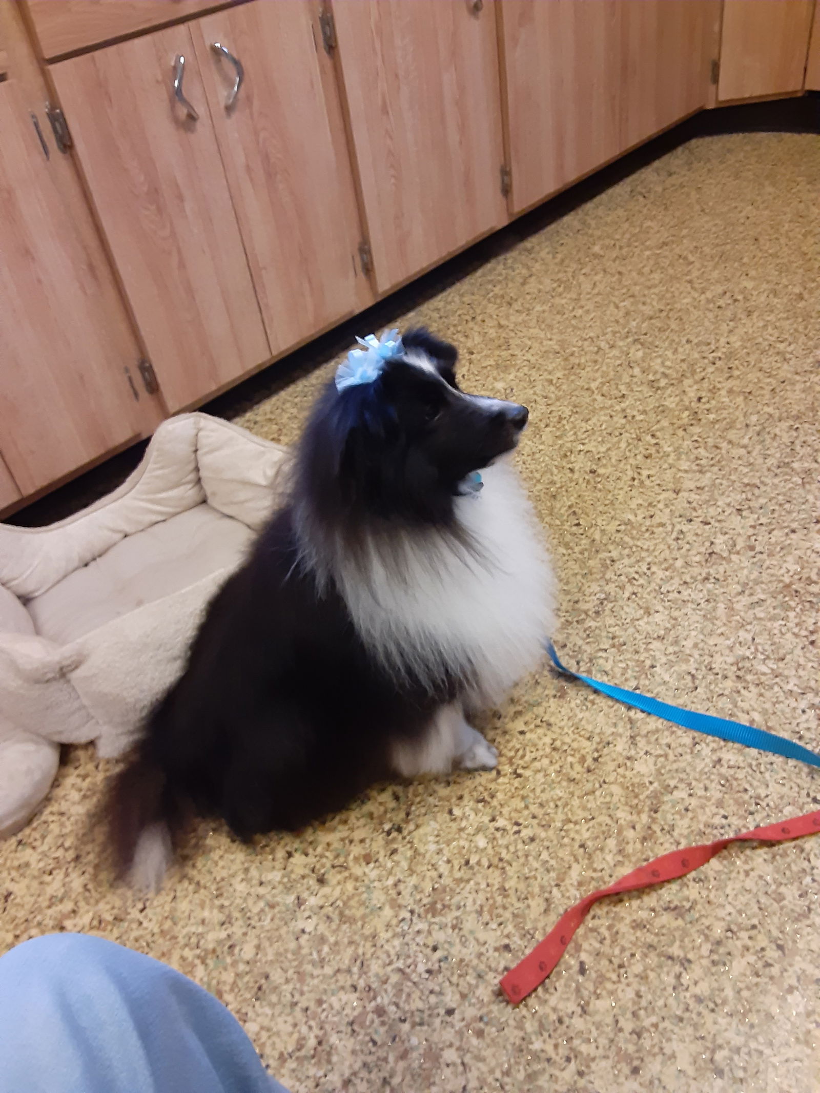 Lilly, a senior female Shetland Sheepdog Sheltie