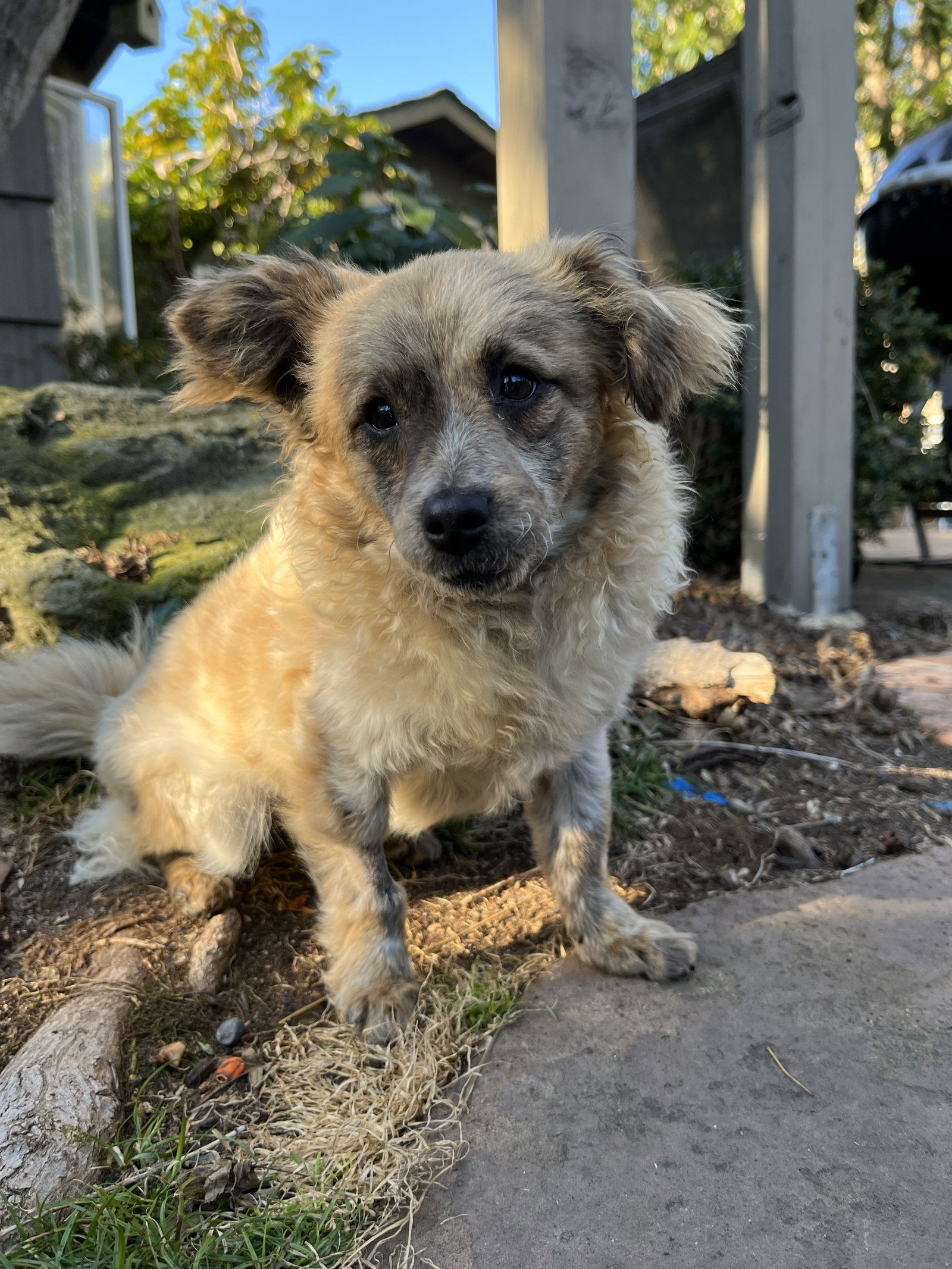 Birdie and Minnie BONDED PAIR BLIND DOGS, a adult female Poodle (Toy) / Chihuahua Mix