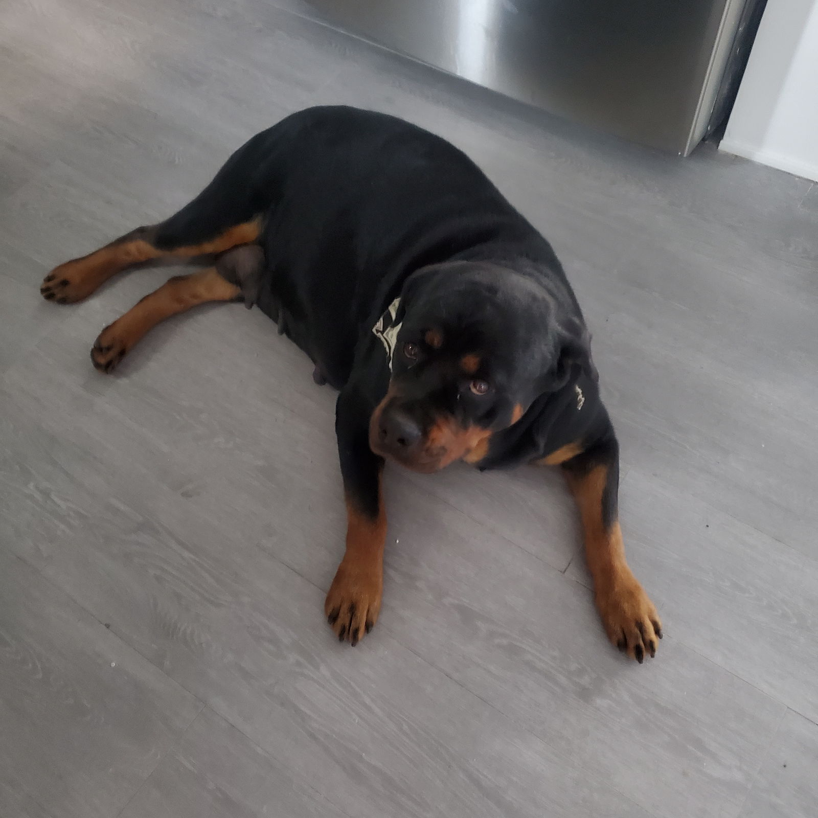 COURTESY POST: Bella, a adult female Rottweiler