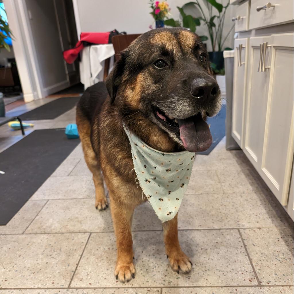 Pear, a senior male German Shepherd Dog