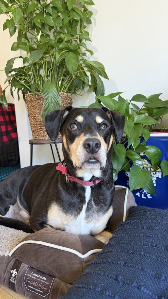 Harley Memphis, a senior male Labrador Retriever / Pit Bull Terrier Mix