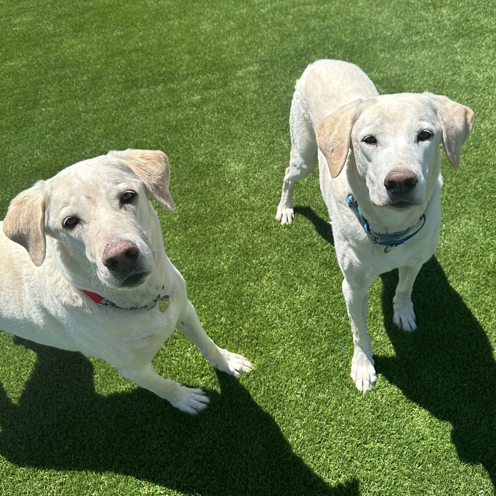 Arty, a senior male Yellow Labrador Retriever Mix