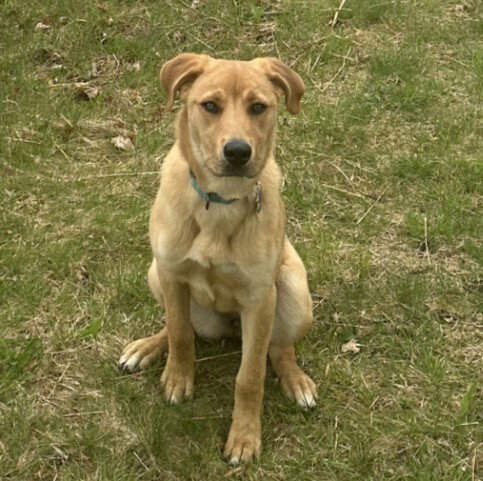 Livie-Lucy Ball, a young female Mountain Cur Mix