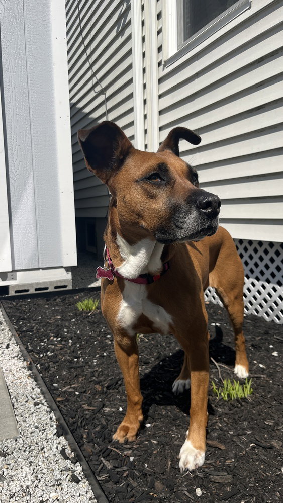 Zaria, a adult female Boxer Mix