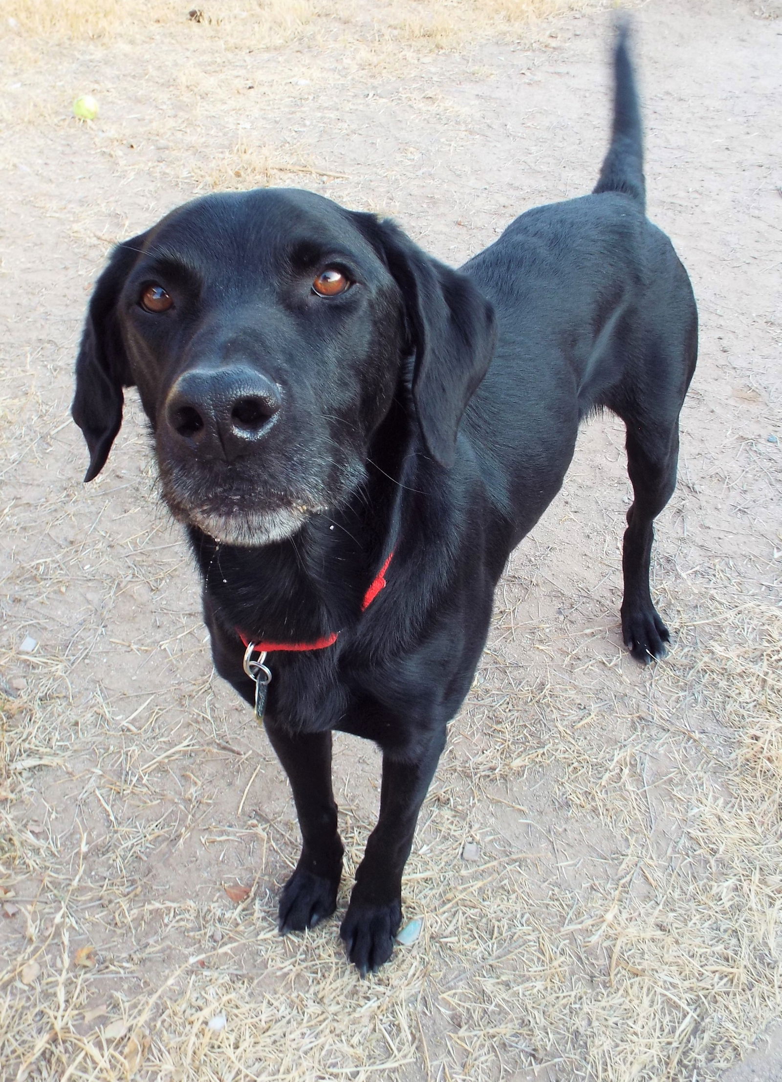 Douglas, a adult male Black Labrador Retriever Mix