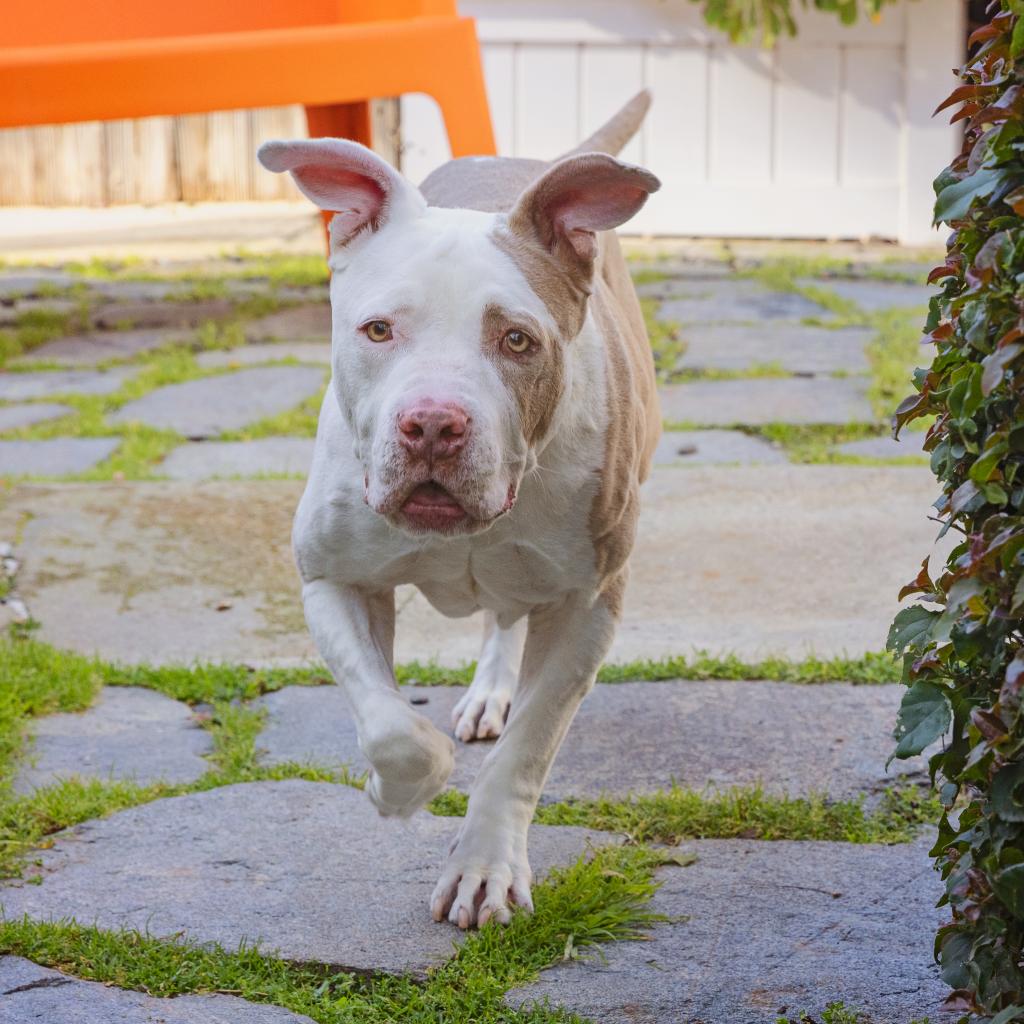 Max, a senior male American Staffordshire Terrier Mix
