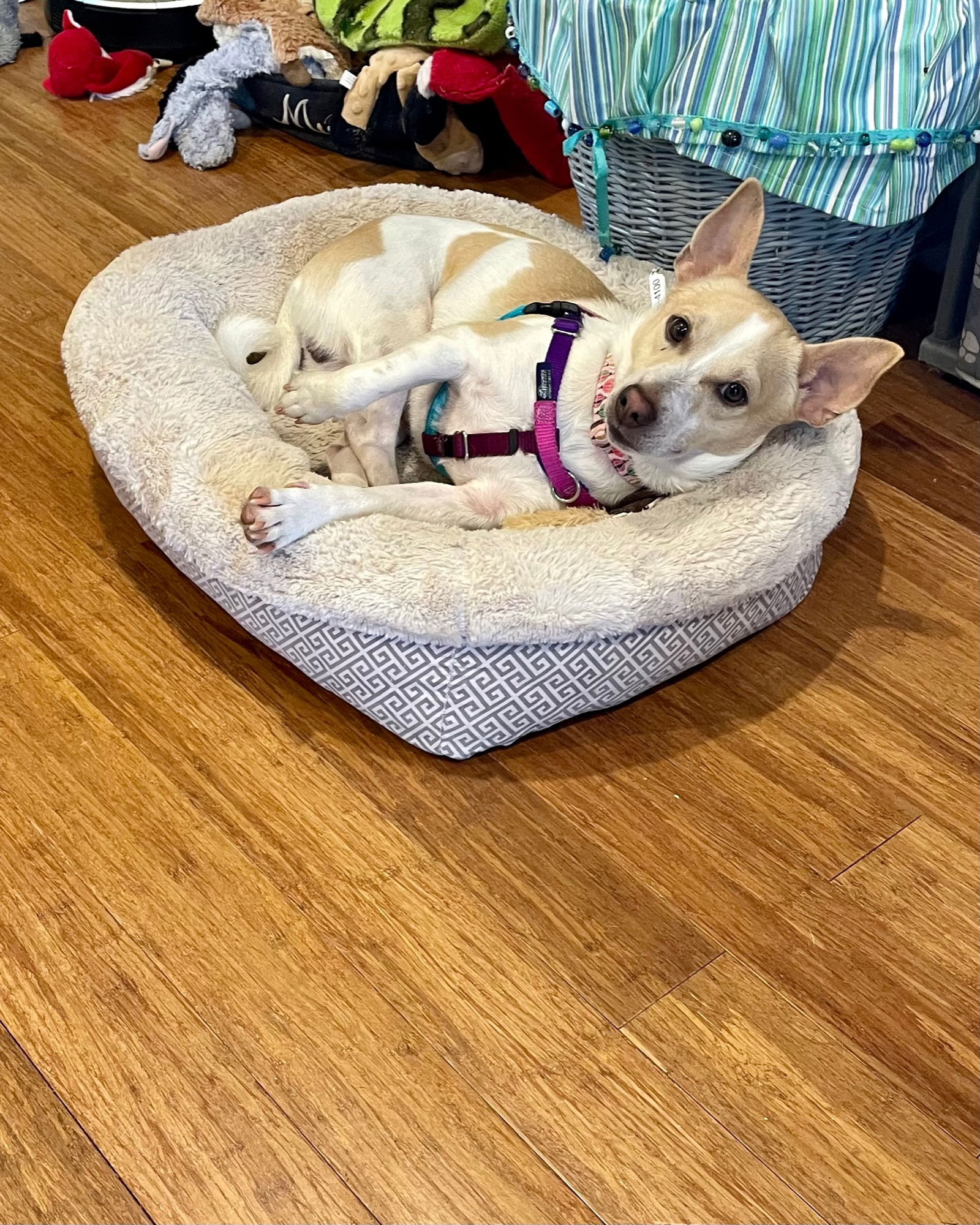 Toby, a young male Jack Russell Terrier / Corgi Mix