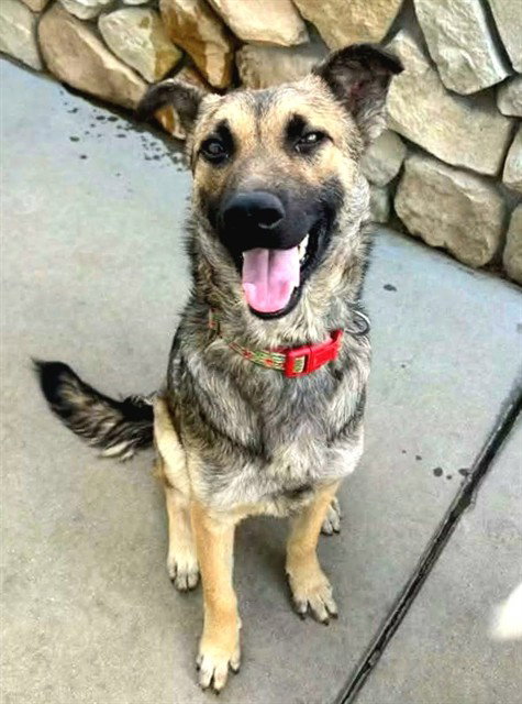 *SHINJI, a young male German Shepherd Dog Mix
