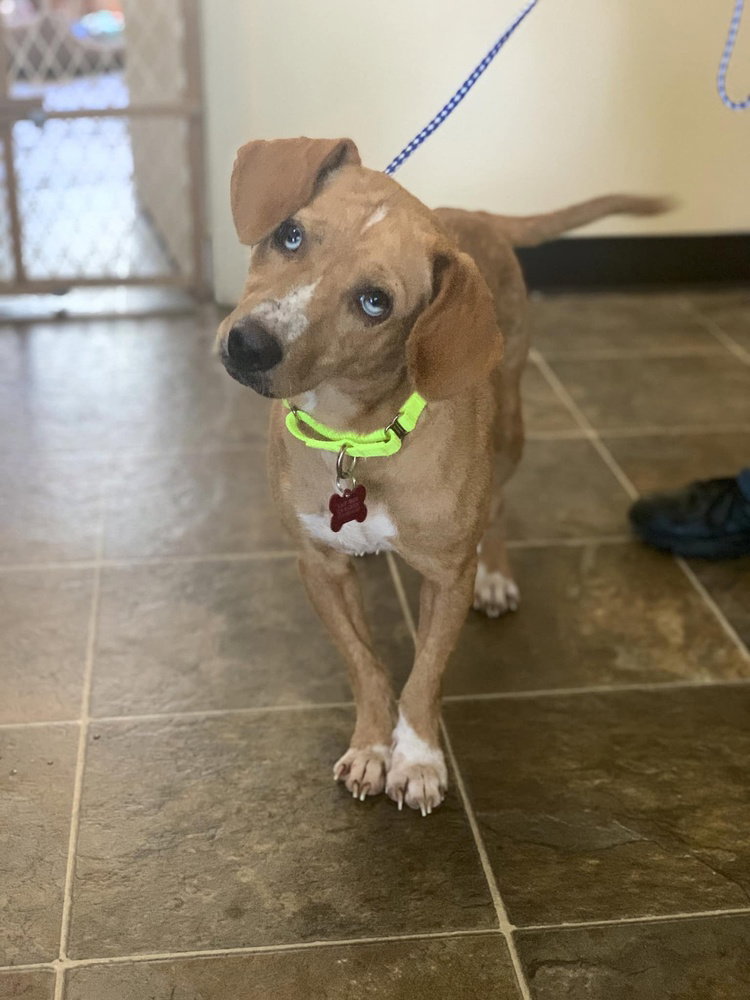 June Mylah, a adult female Hound Mix