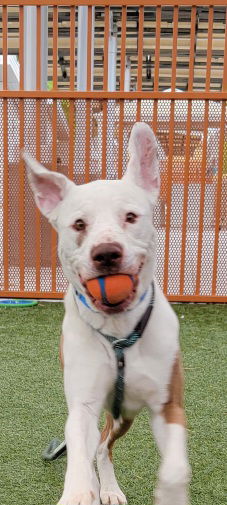 TAMATAO, a senior male Pit Bull Terrier / Boxer Mix